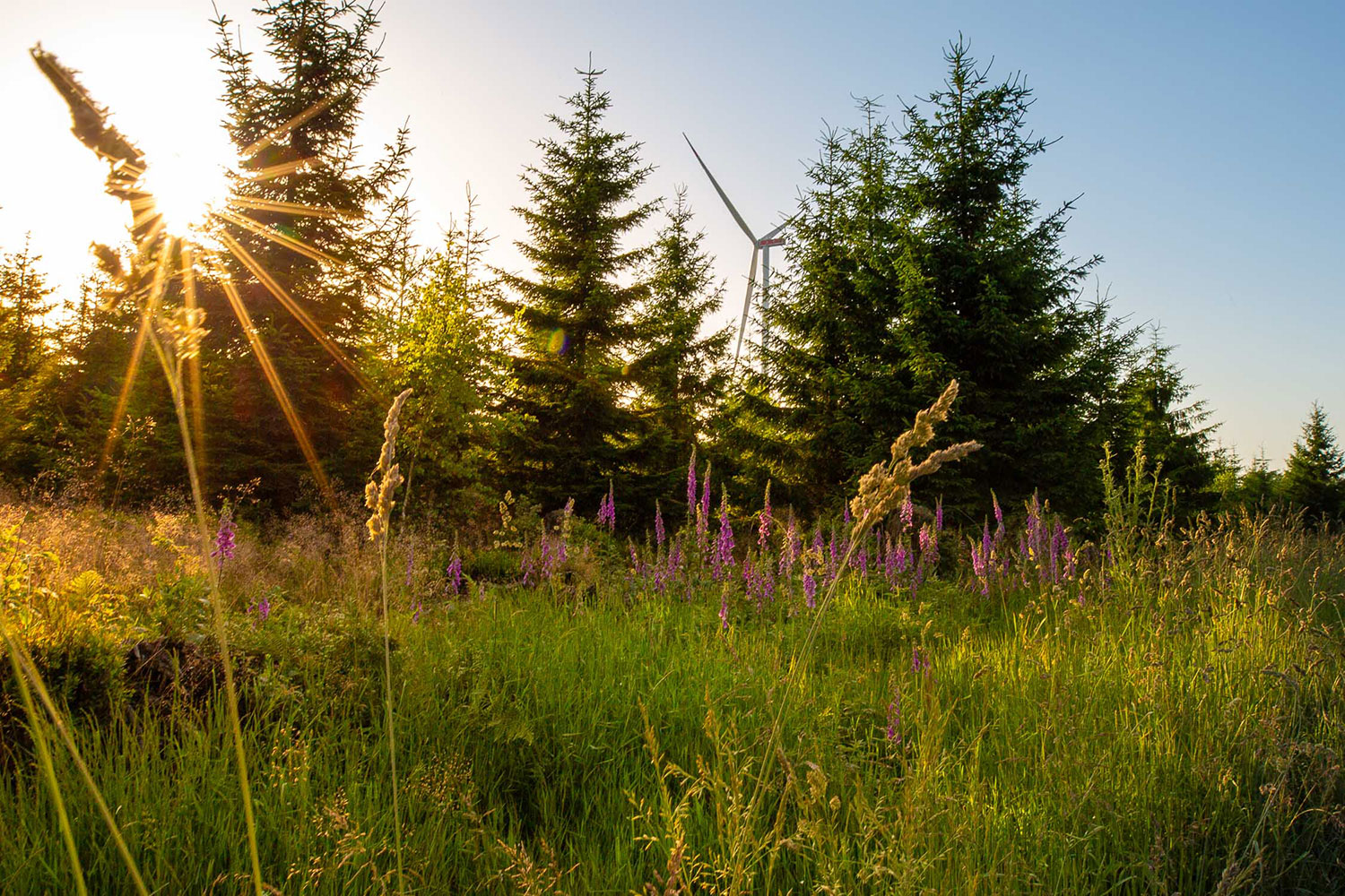 Wald und Wiese, Sonnenaufgang im Hintergrund